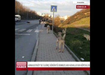 Arnavutköy’de domuz sürüsünü kovalayan kopek sürüsü görüntülendi